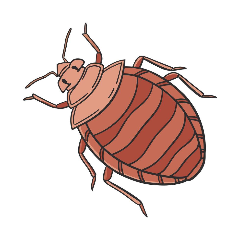 Stylized Bedbug on White Background vector