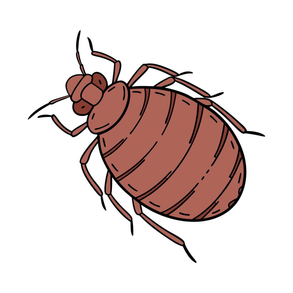 Bedbug on White Background vector