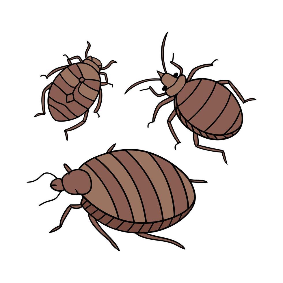 Stylish Bedbugs Insect Illustration on White vector