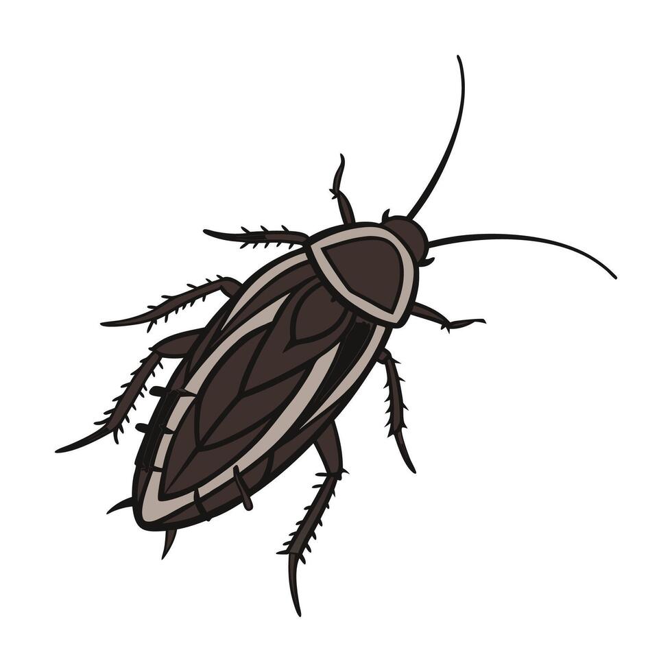 Blatta Orientalis Cockroach Design on White vector