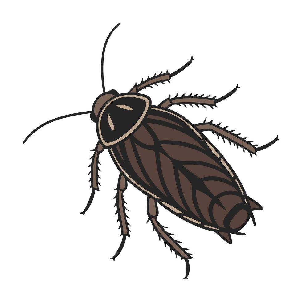 Creative Blatta Orientalis Graphic on White vector