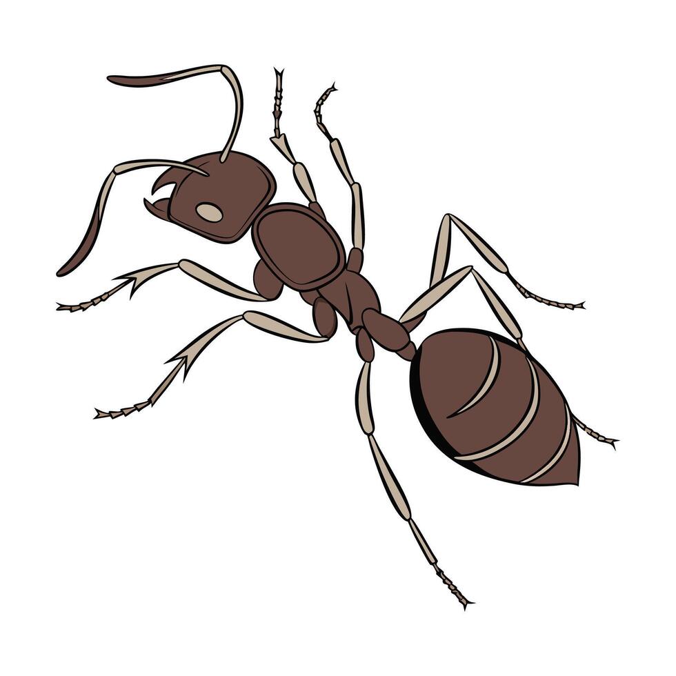 Camponotus Pennsylvanicus Ant Design on White vector