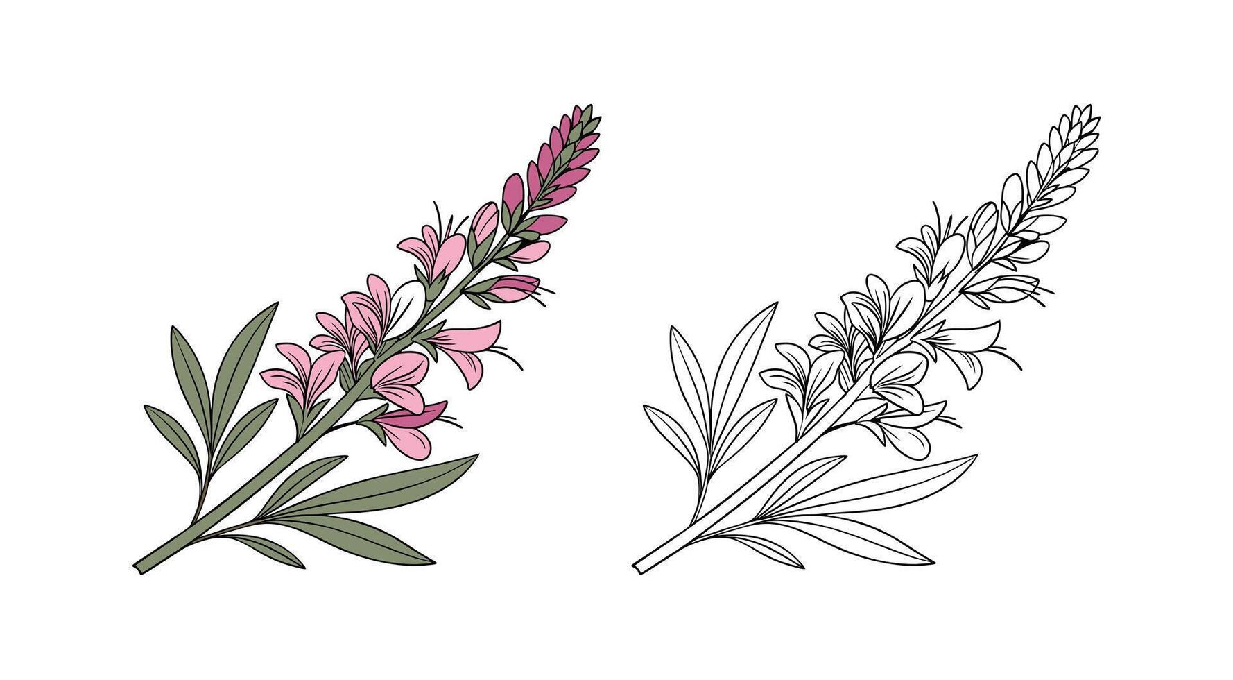 Charming Licorice Plant Flower Colorful Artwork. Illustration of flower
