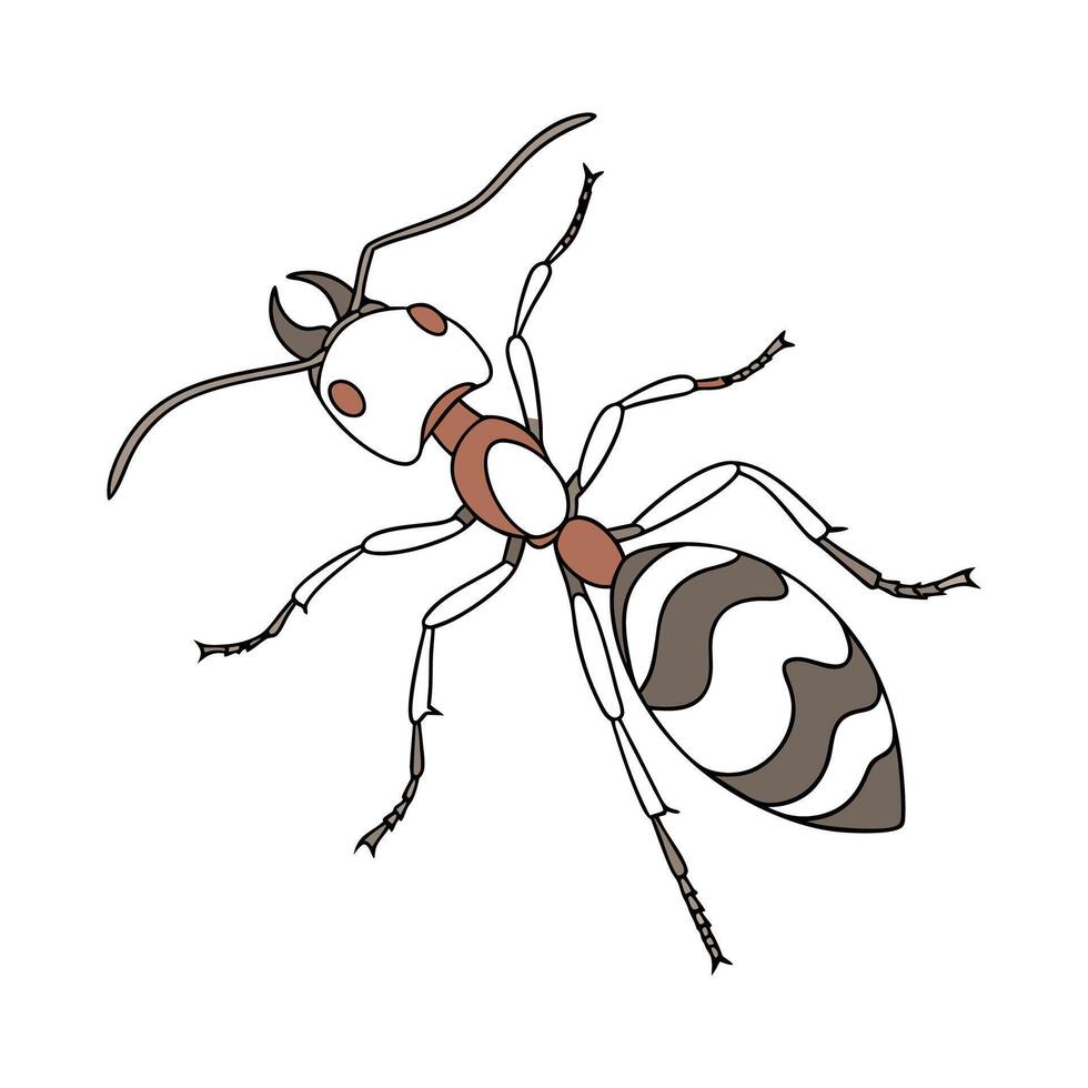Creative Cataglyphis Bicolor Graphic vector
