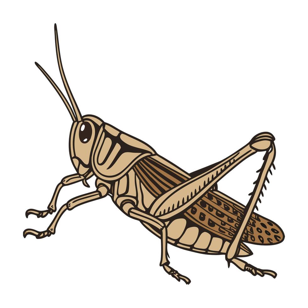 Stylish Chorthippus Brunneus Illustration vector