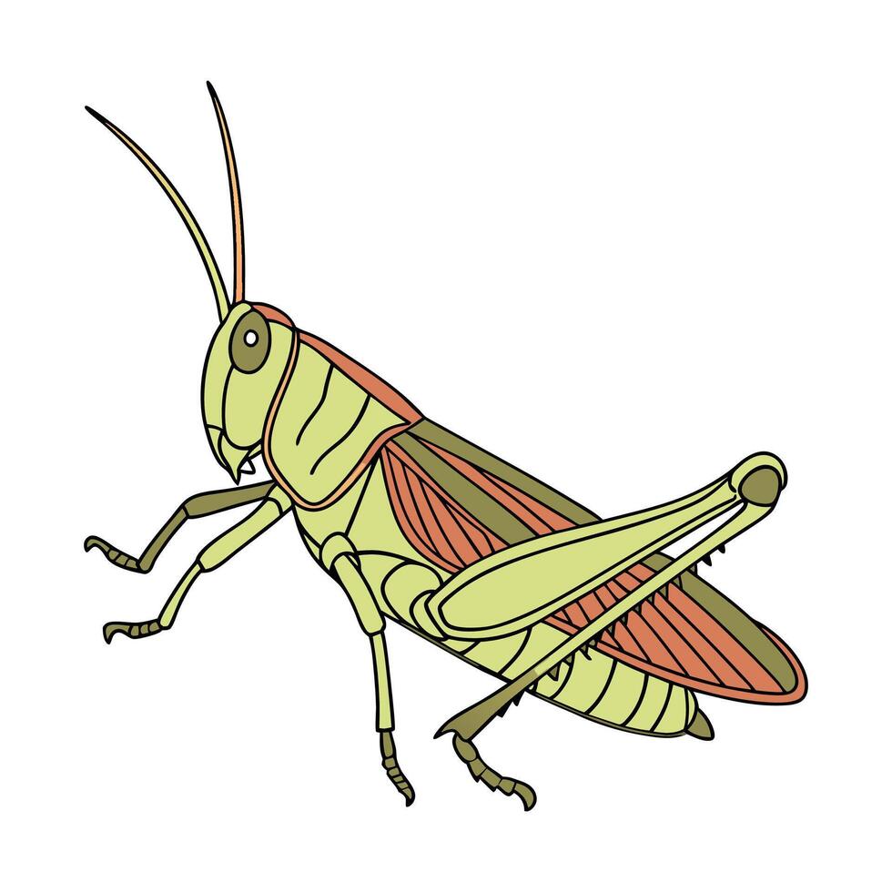 Stylish Chorthippus Parallelus Illustration vector