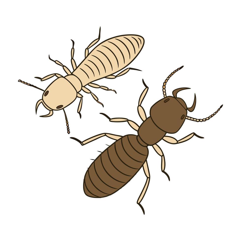 Coptotermes Formosanus Termite Design on White vector