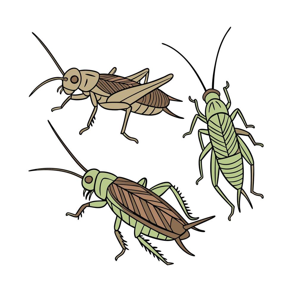 Creative Crickets Graphic vector