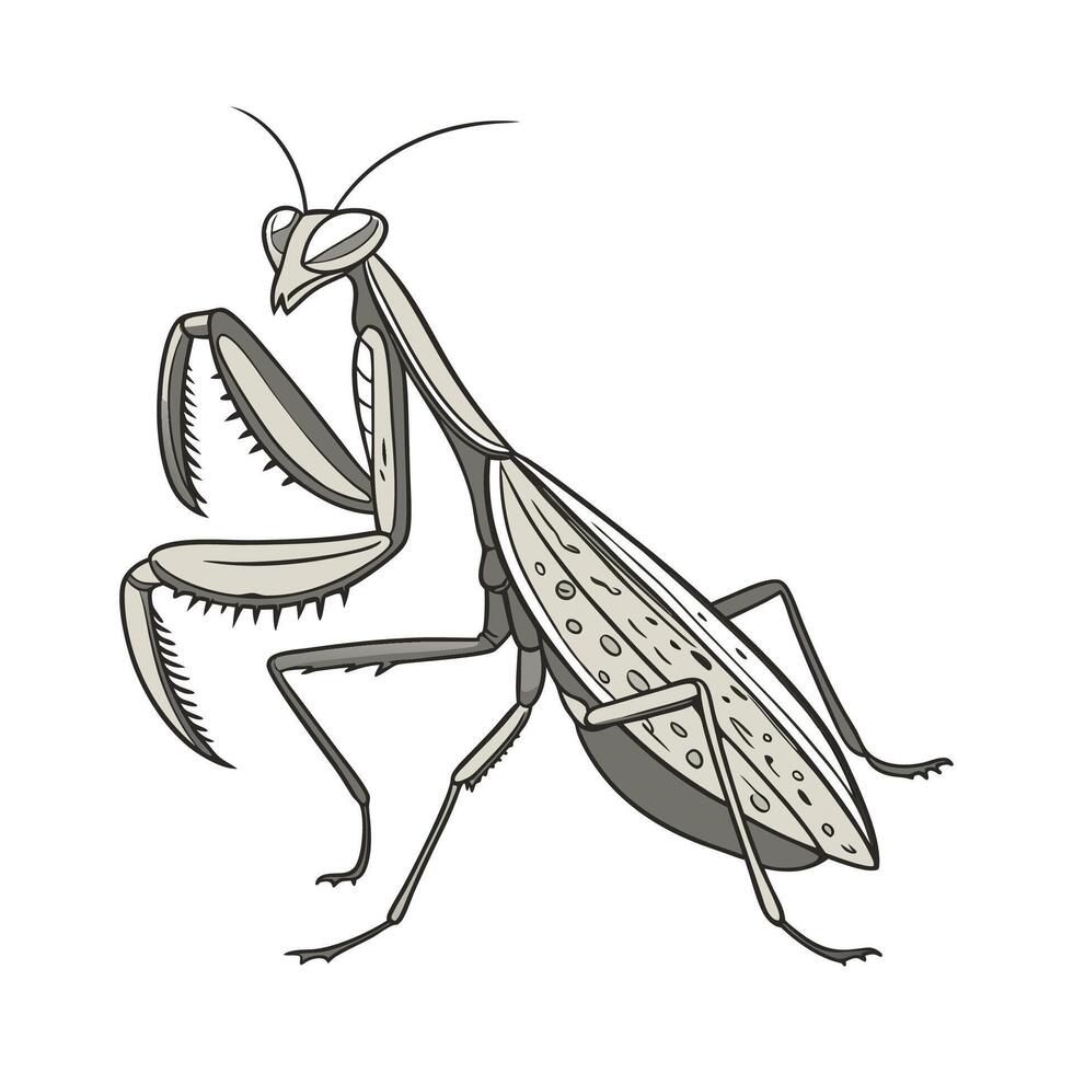 Deroplatys Desiccata Mantis Design on White vector