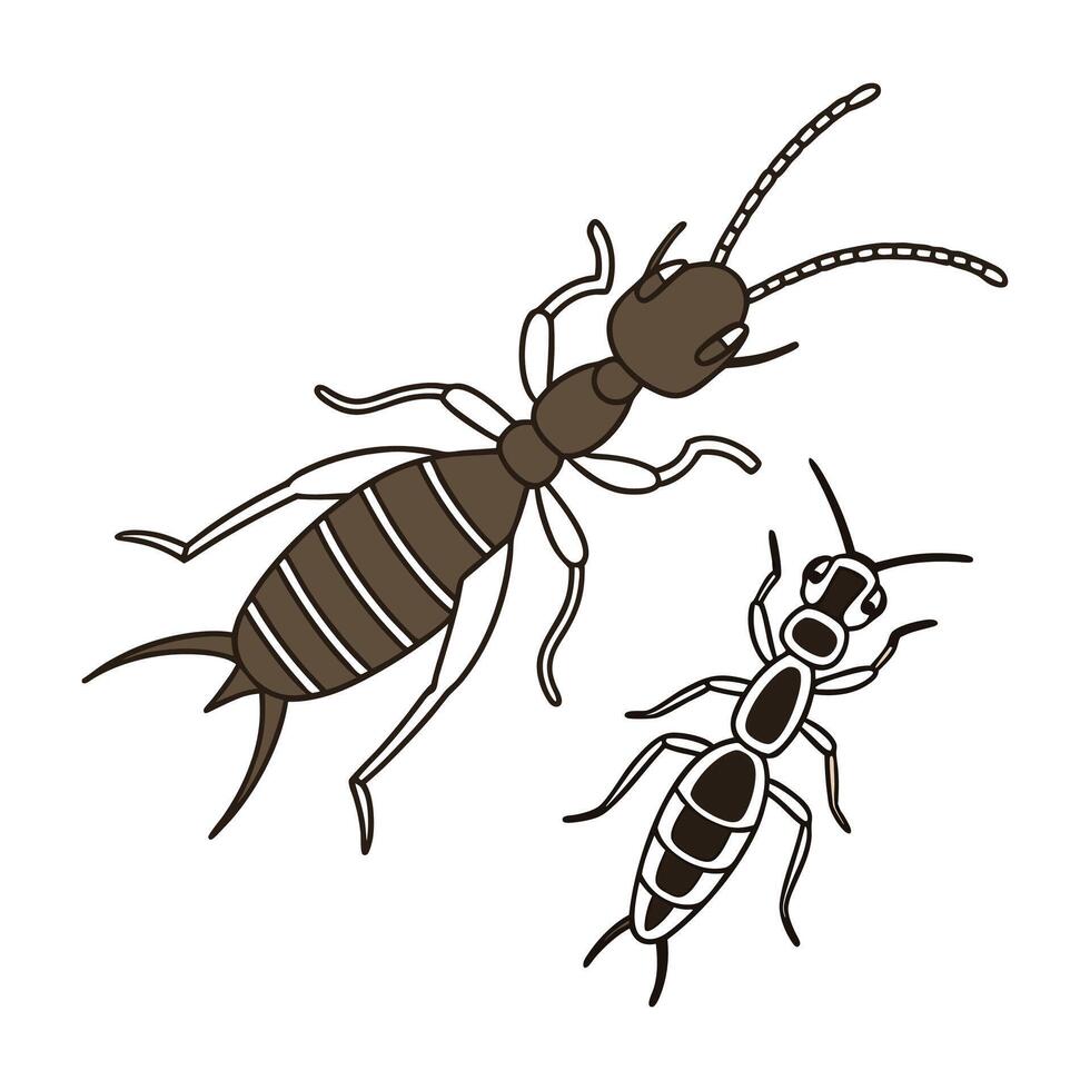 Beautiful Earwig Ant Design vector