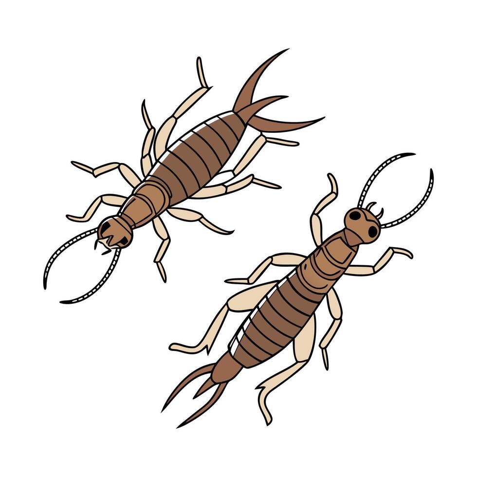 Beautiful Earwigs Design 4 on White vector
