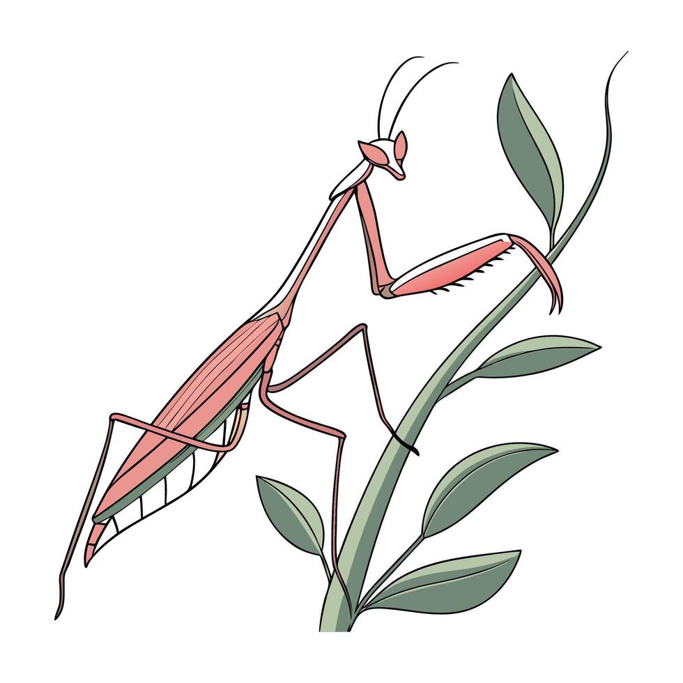 Empusa Pennata Mantis Design 1 vector