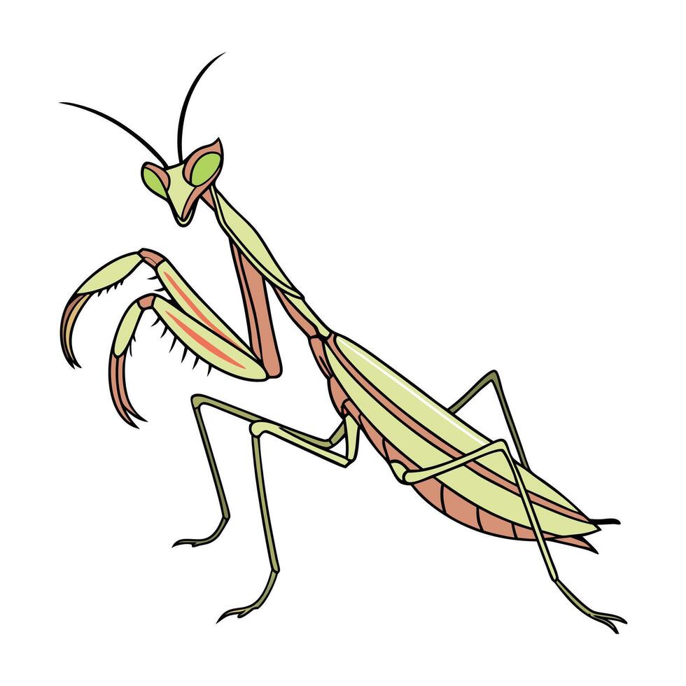 Beautiful Empusa Pennata Design vector