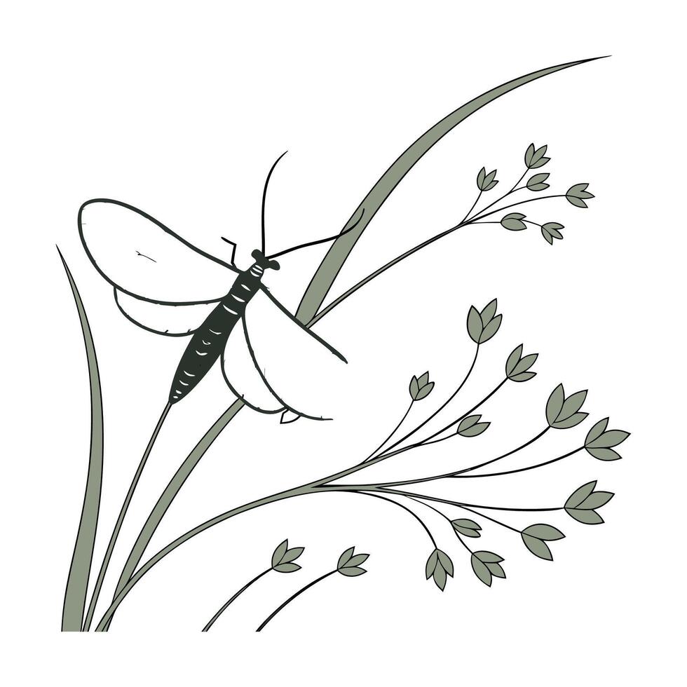 Ephemera Vulgata Mayfly Design 1 vector