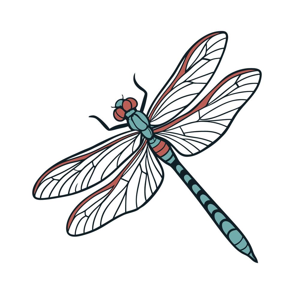 Epitheca Cynosura Dragonfly Design 1 vector
