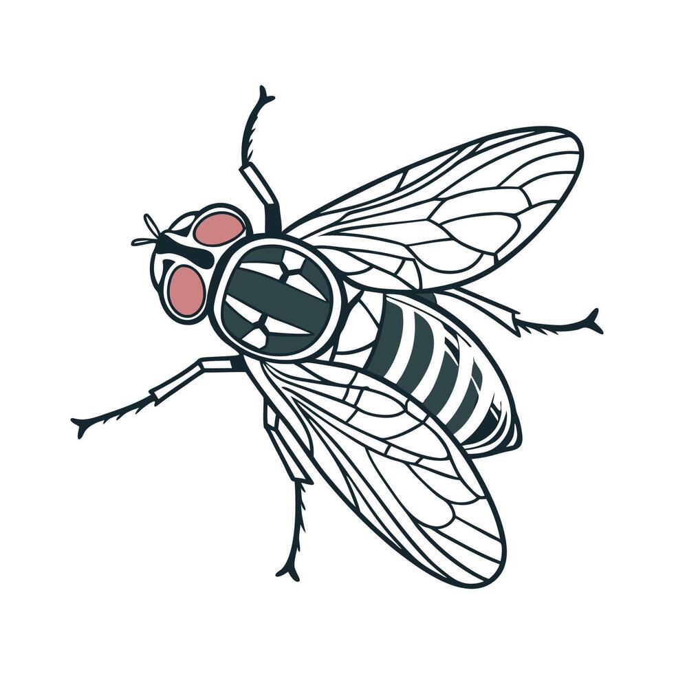 Eristalinus Taeniops Fly Design 1 vector