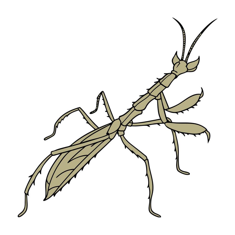 Extatosoma Tiaratum Stick Insect Design 1 vector
