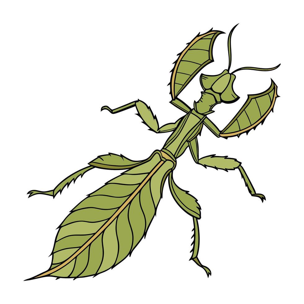 Beautiful Extatosoma Tiaratum Design vector