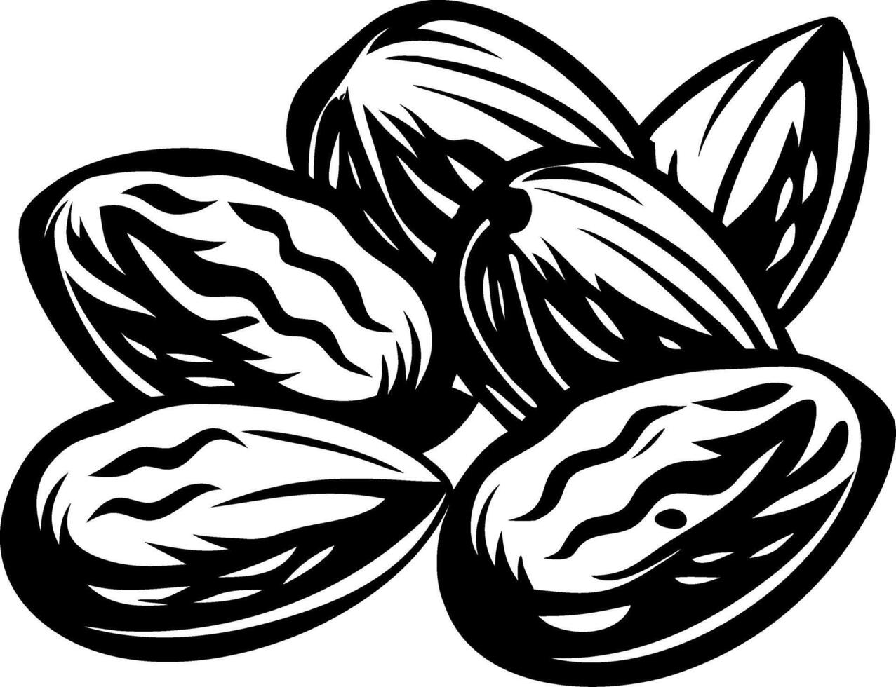 Detailed Black and White Illustration of Almonds for Culinary and Design Applications vector