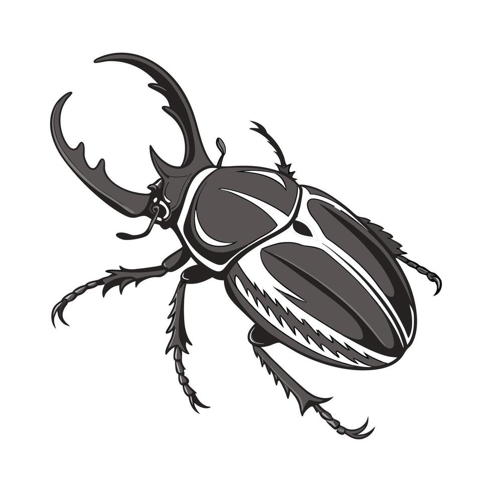 Stylish Goliathus Goliatus Illustration vector