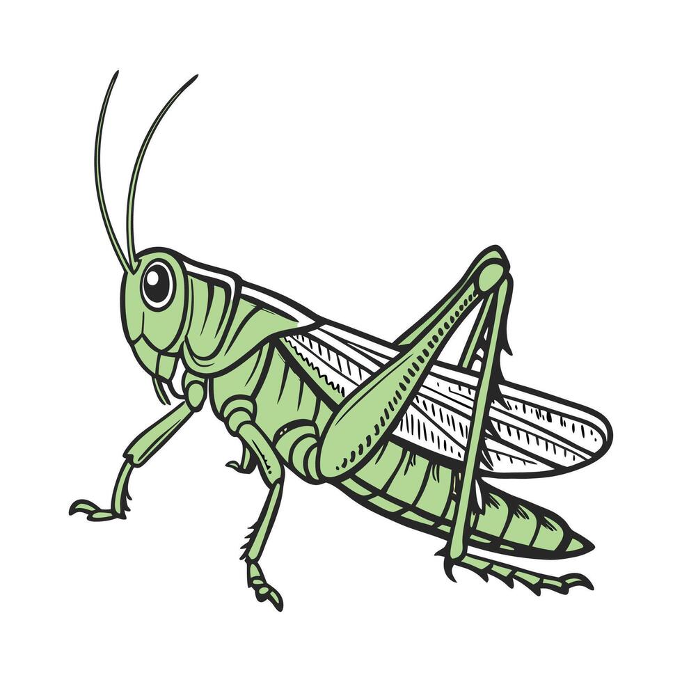 Grasshopper Illustration on White Background vector