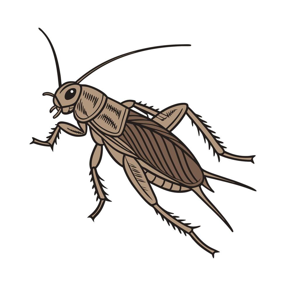 Beautiful Gryllus Campestris Design vector