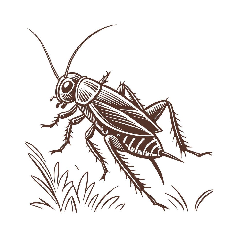 Stylish Gryllus Campestris Illustration 3 vector
