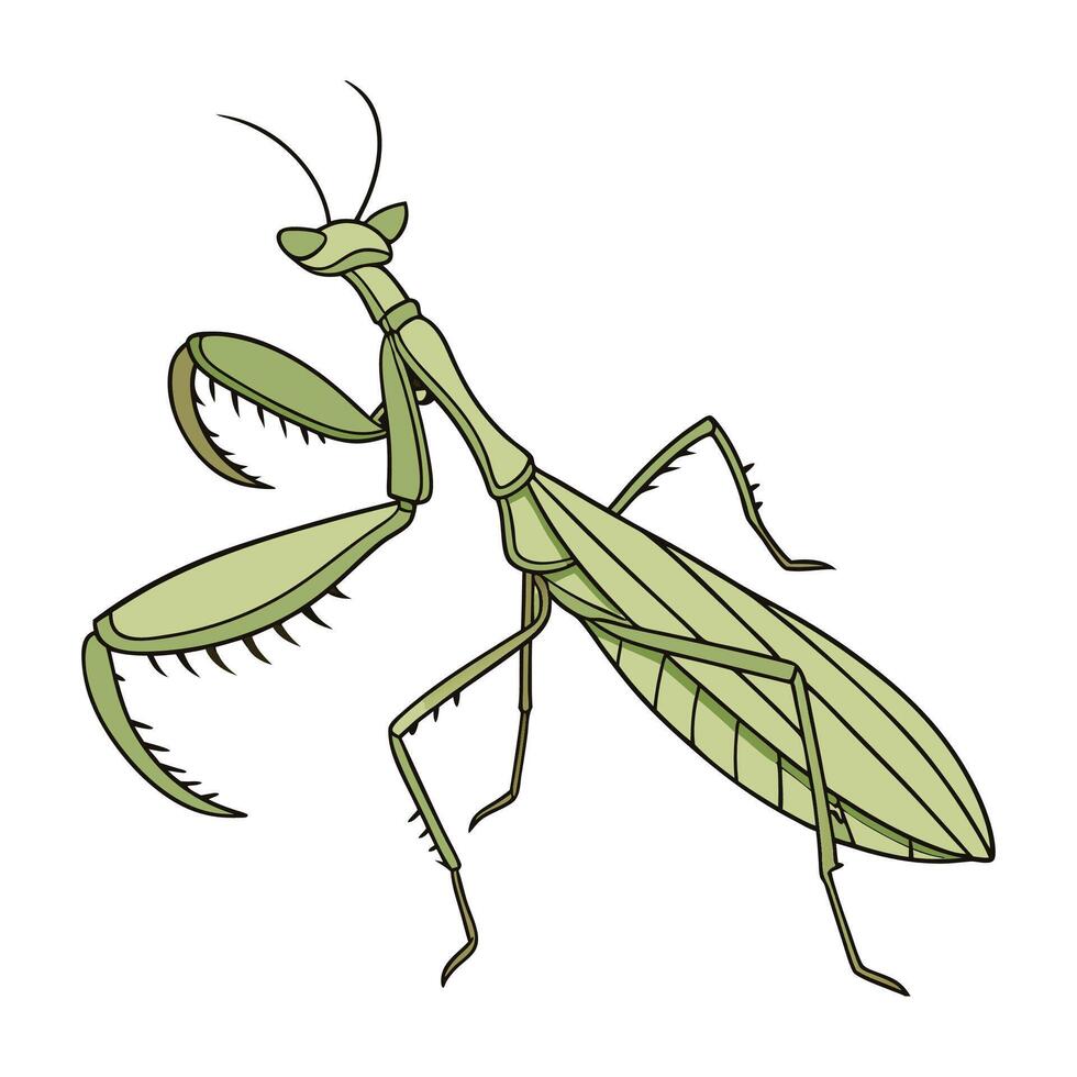 Beautiful Heteropteryx Dilatata Design vector