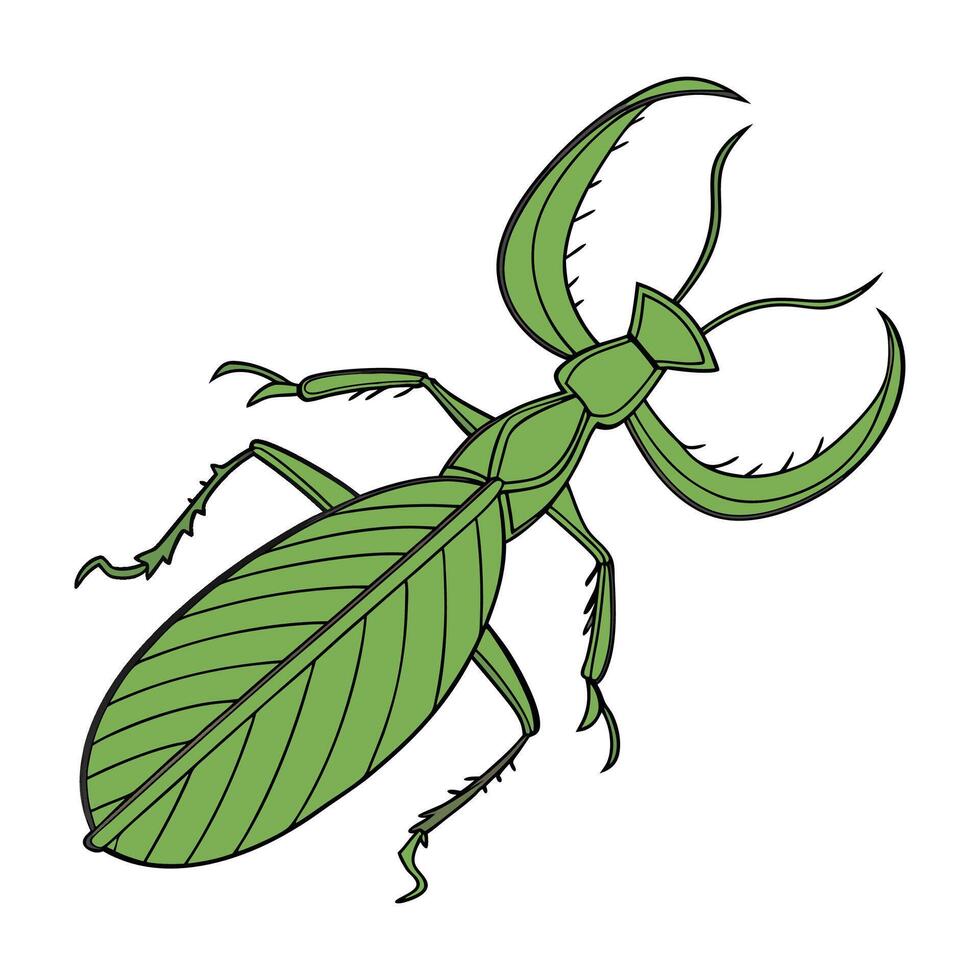 Creative Heteropteryx Dilatata Graphic 2 vector