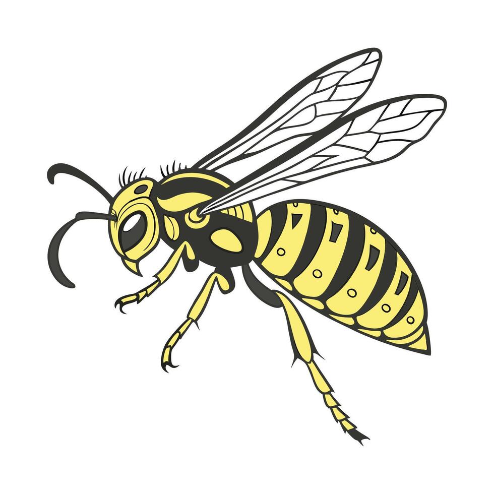 Realistic Hornet Illustration on White vector