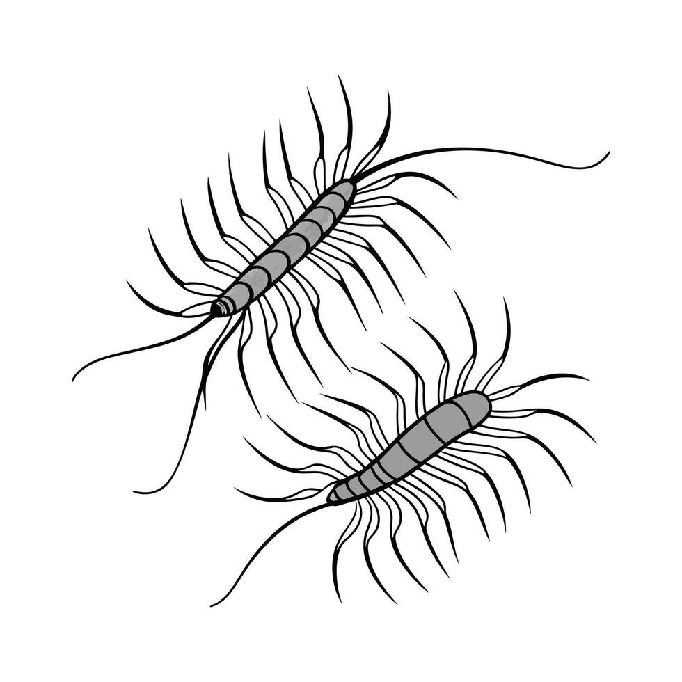 Stylish House Centipedes Illustration 3 vector