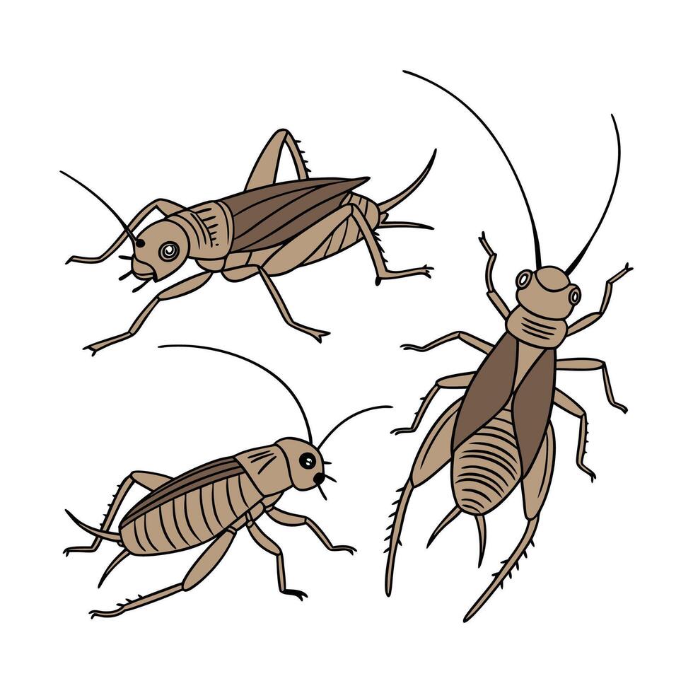 Creative House Crickets Graphic 2 vector