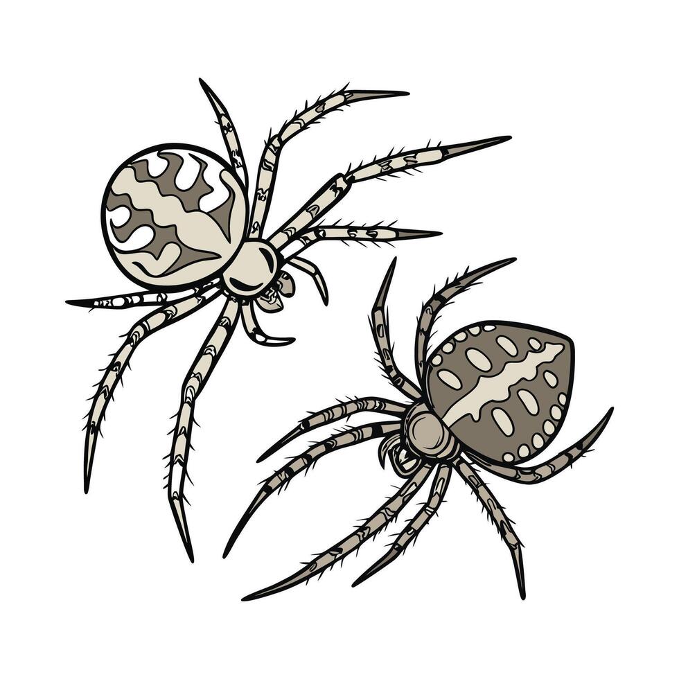 House Spiders Displayed Against White Surface vector