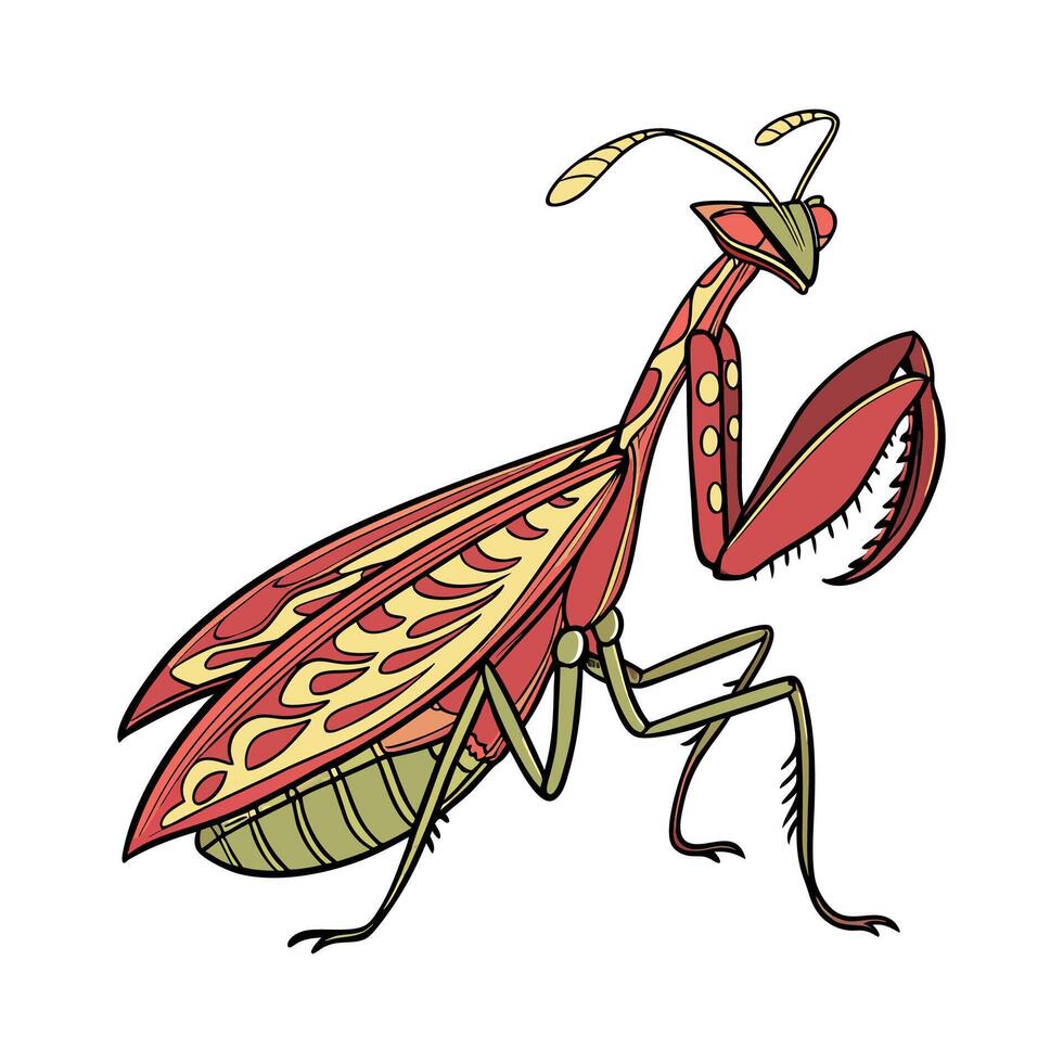 Showcase of Idolomantis Diabolica on White vector