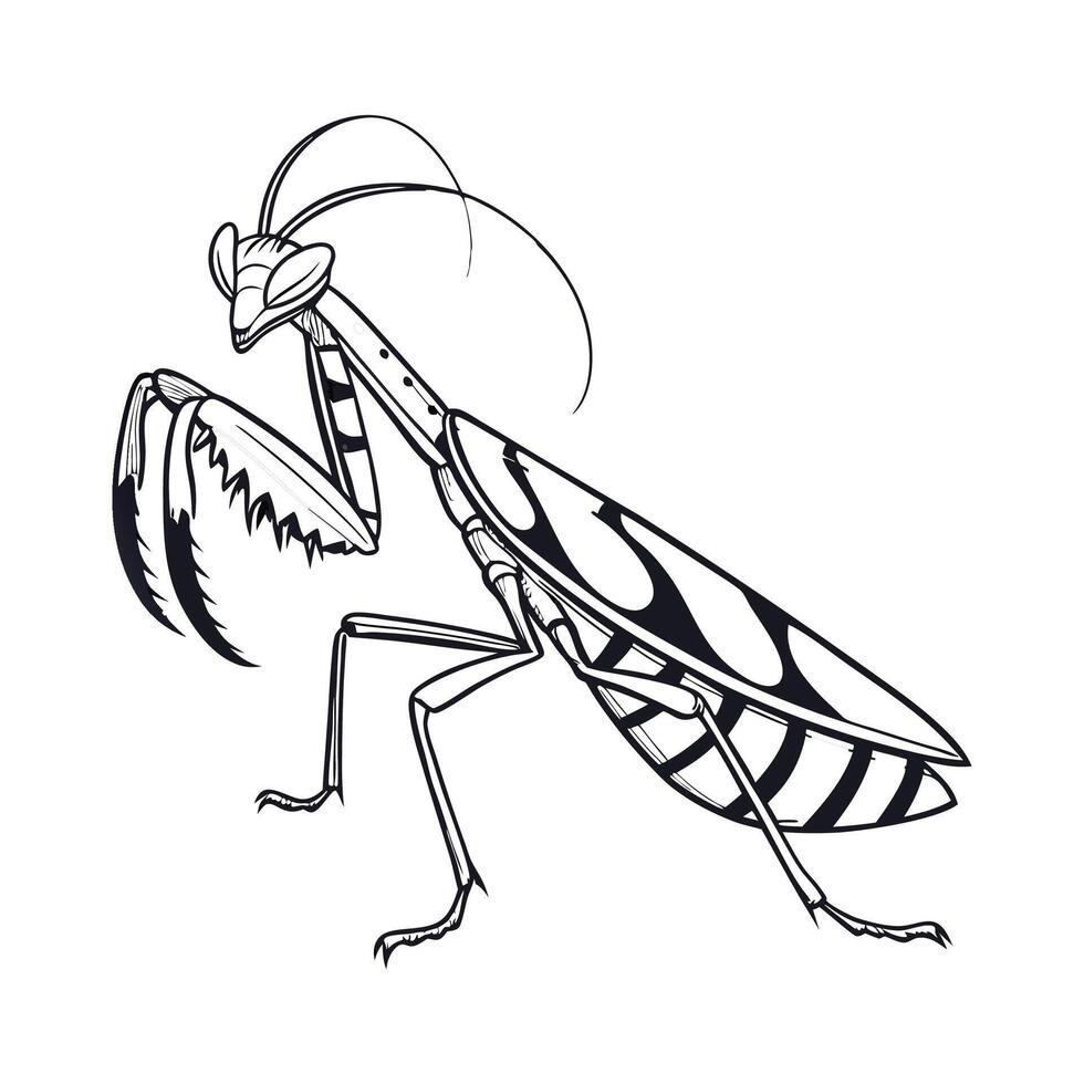 Idolomantis Diabolica Captured Against White vector
