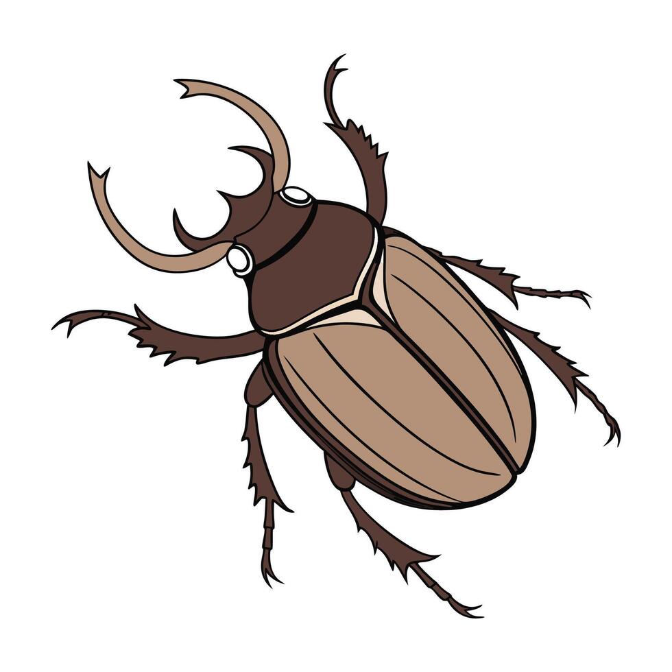 June Beetle Exhibition on Bright White Surface vector