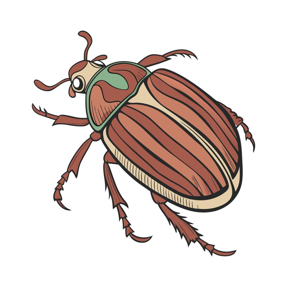 Detailed June Bug Illustration on White vector