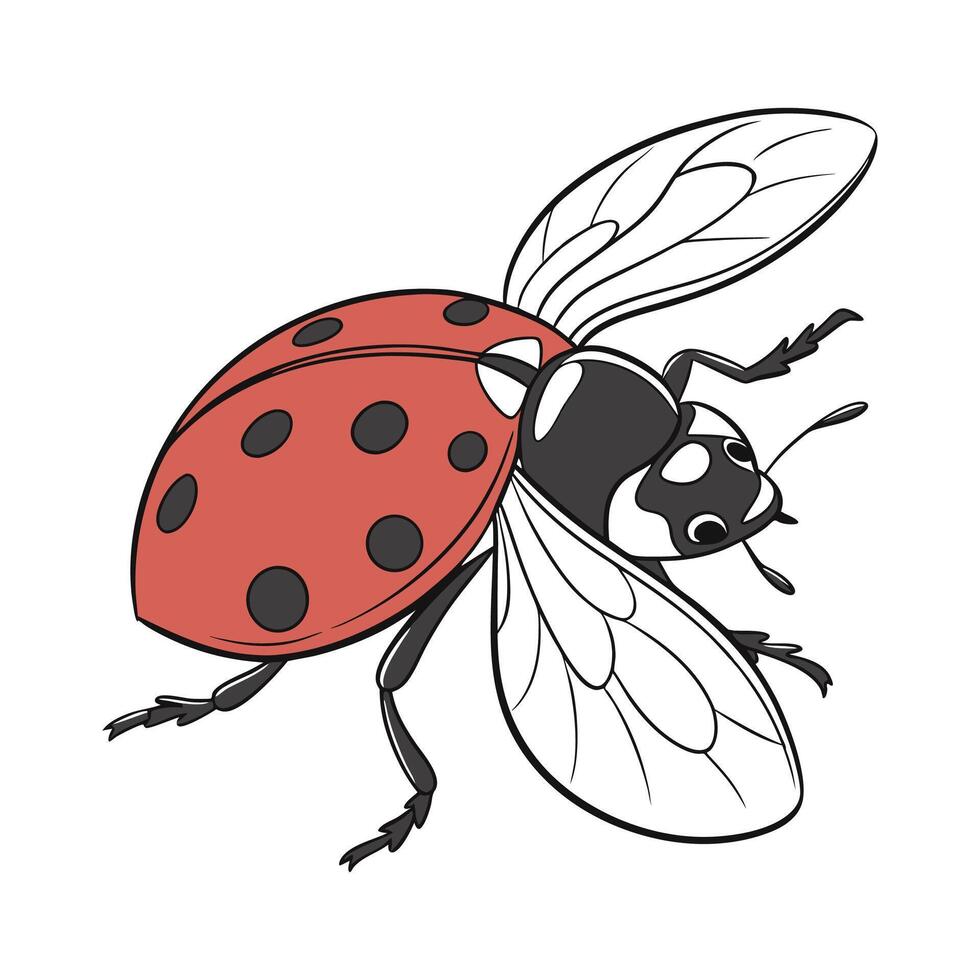 Ladybug Illustration on White Background vector