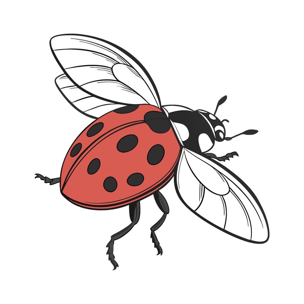 Colorful Ladybug Design on White vector