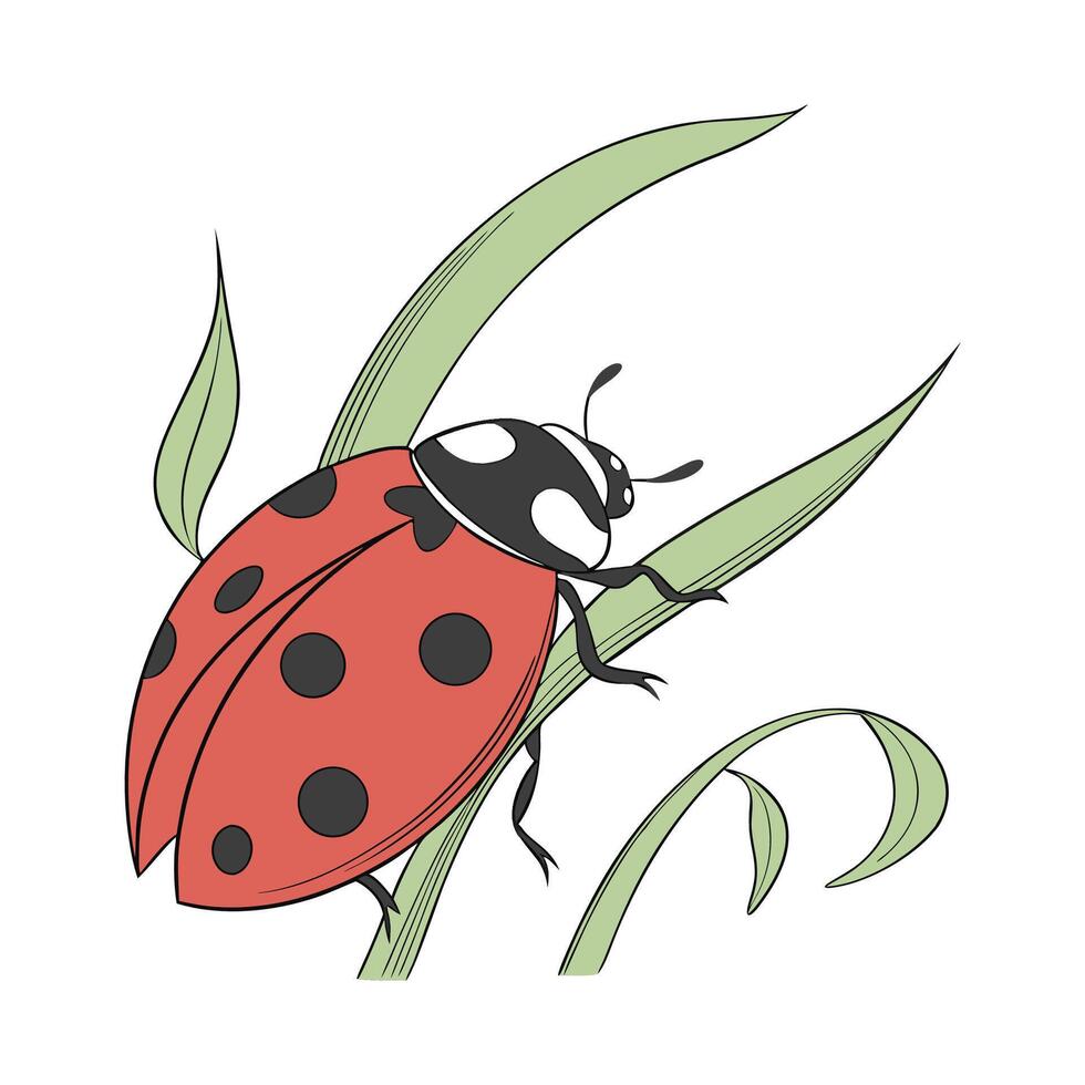 Realistic Ladybug Illustration White vector