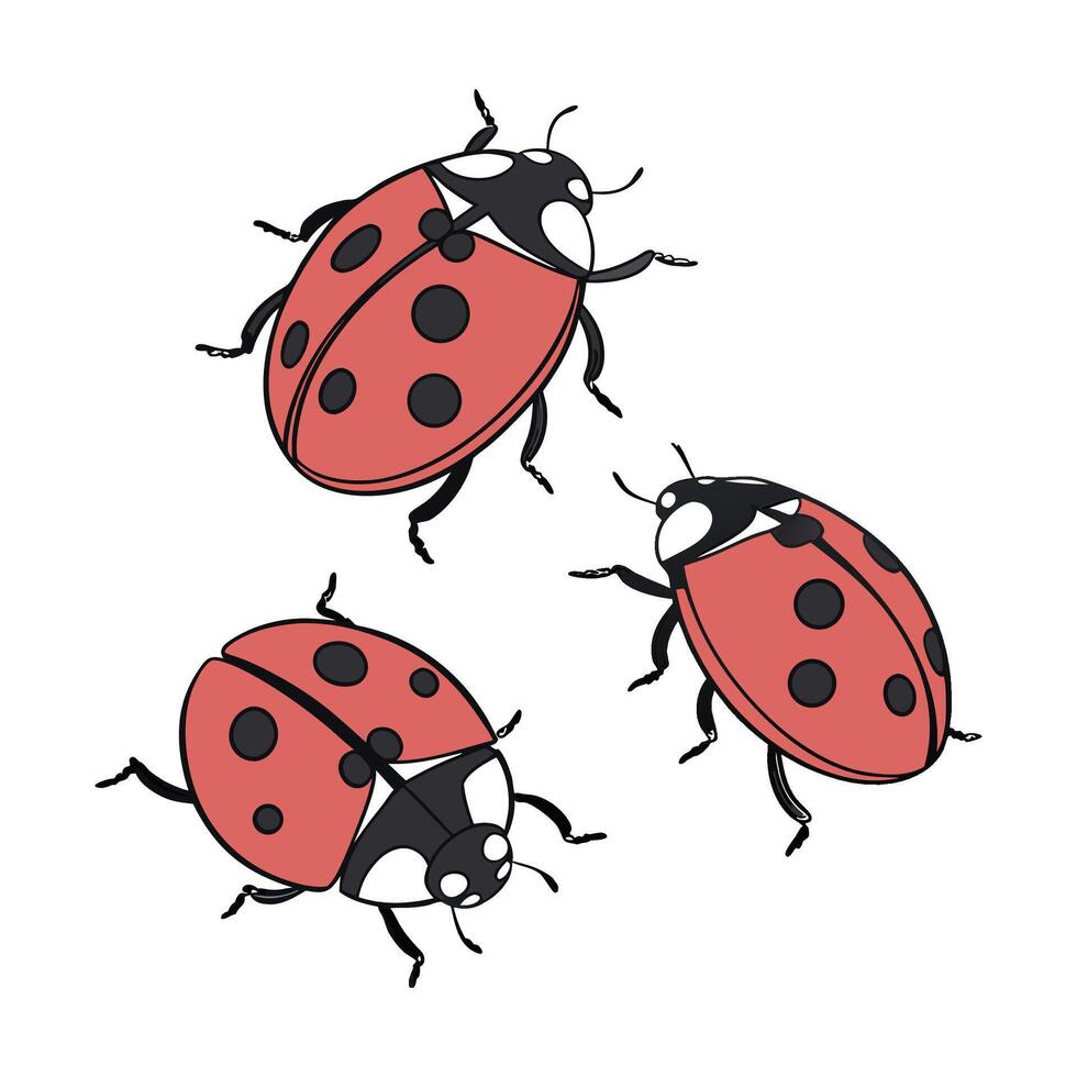 Ladybugs Displayed on Bright White Background vector