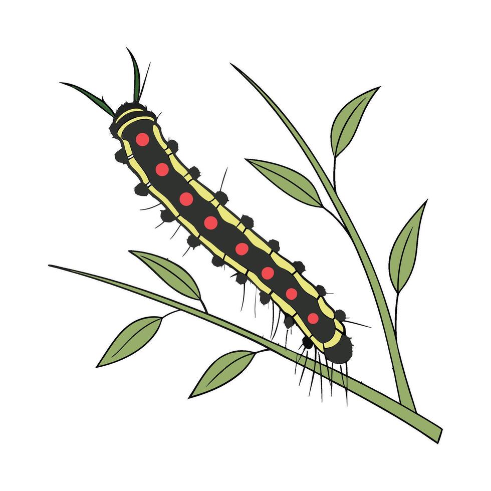 Lasiocampa Presented on White Background vector