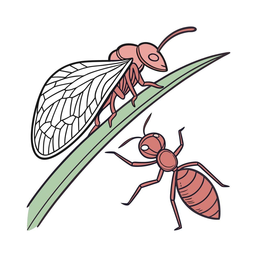 Leafhopper Ant on Bright White Background vector
