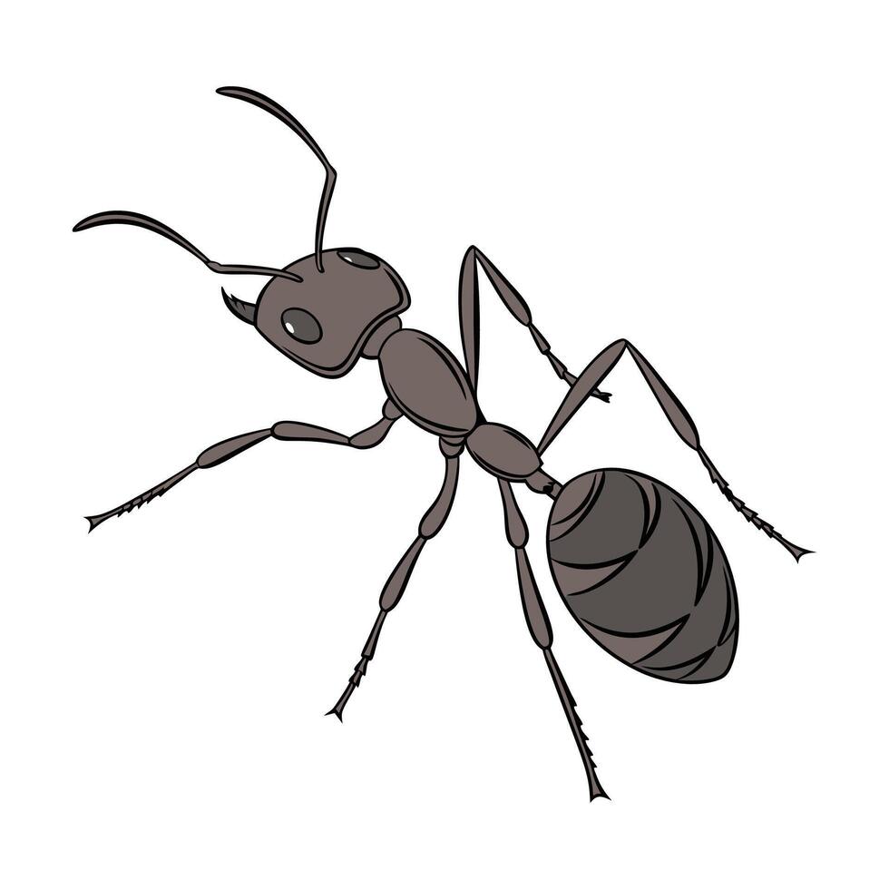 Linepithema Humile on Bright White Background vector