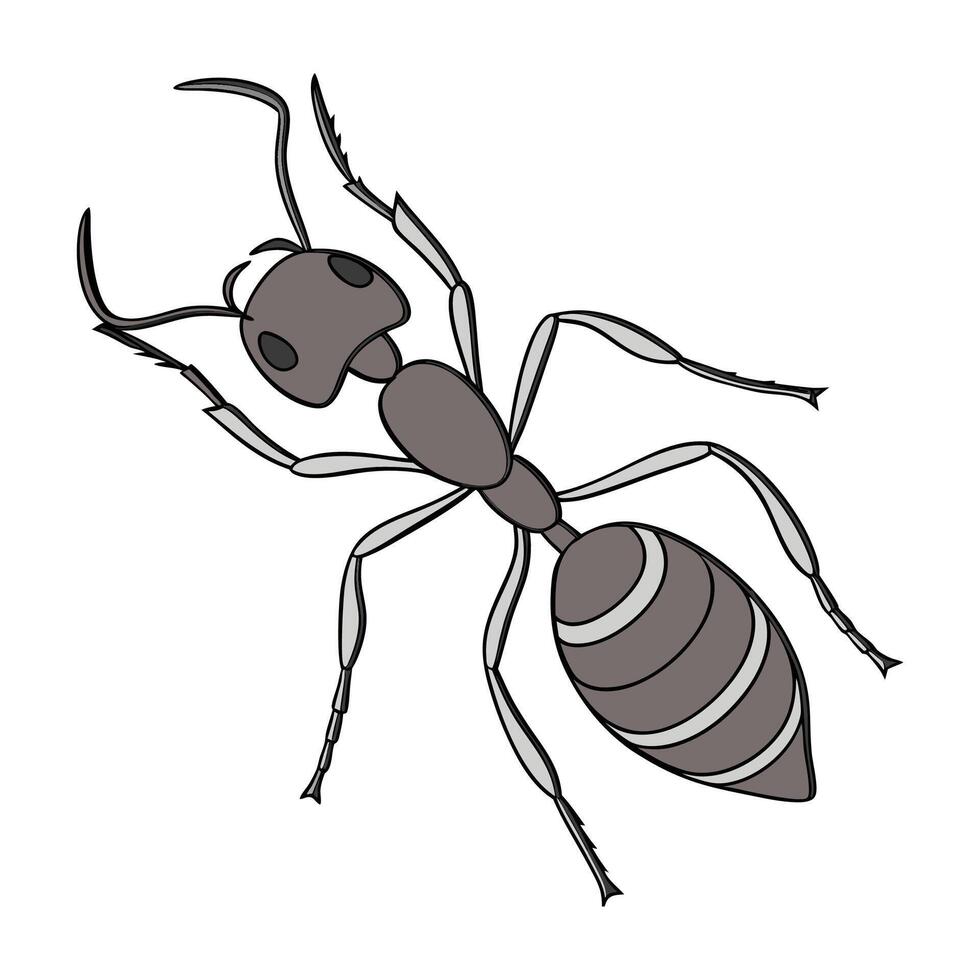 Linepithema Humile Featured on Clean White Background vector