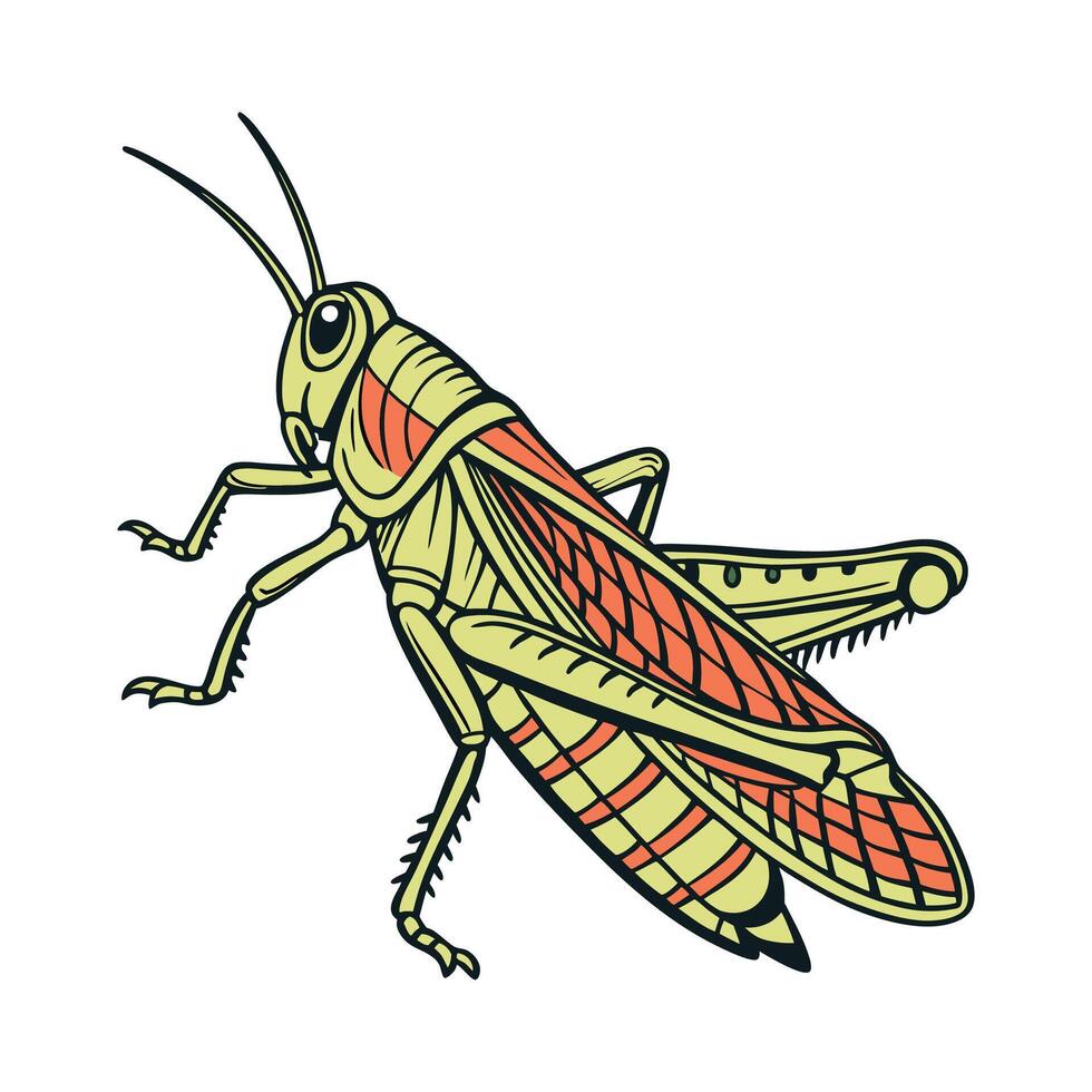 Locusta Migratoria Showcased on White Background vector