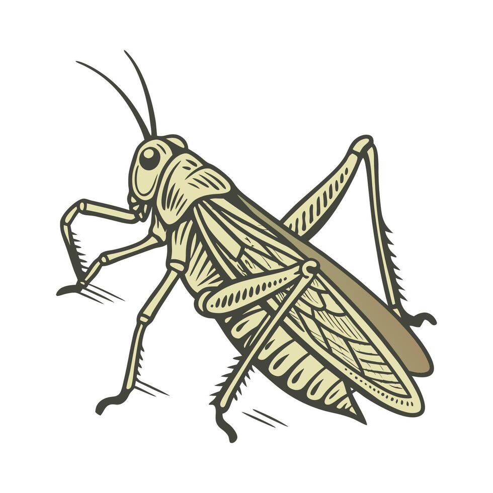 Locusta Migratoria Captured on Bright White Background vector