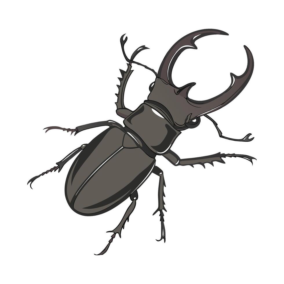 Lucanus Cervus Featured on Bright White Background vector