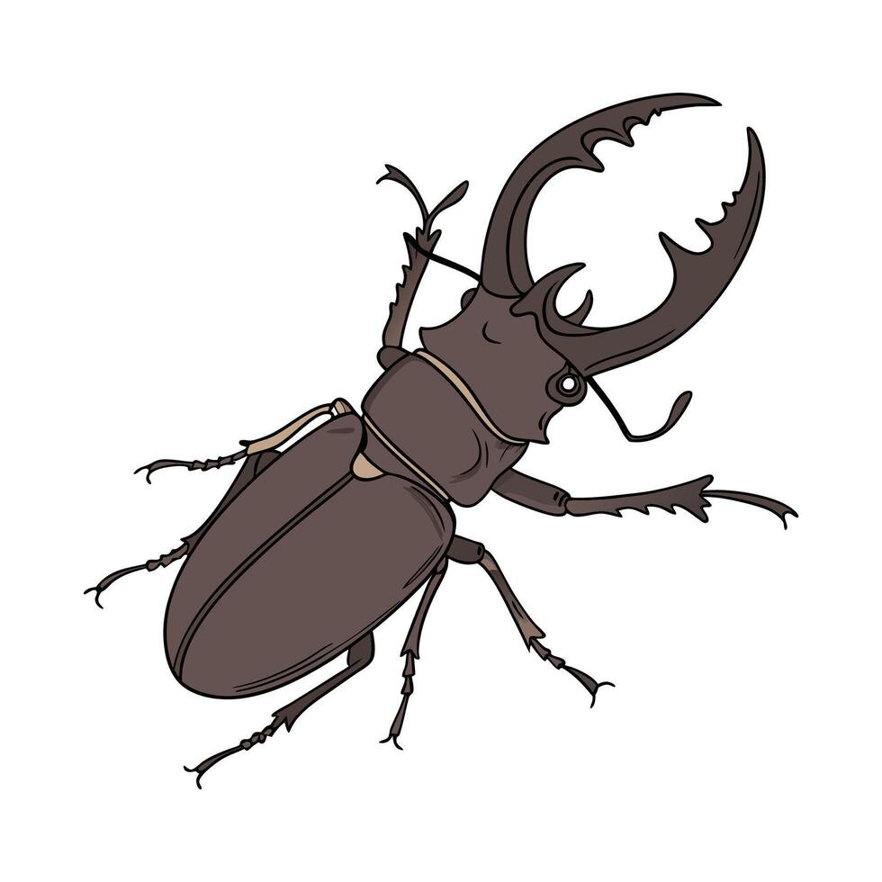 Dramatic View of Lucanus Cervus on White vector