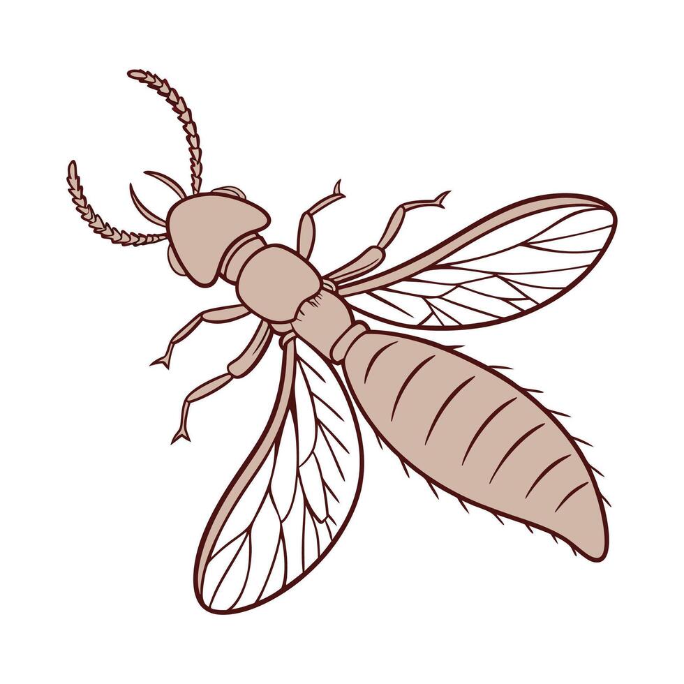 Mastotermes Darwiniensis on Bright White Surface vector